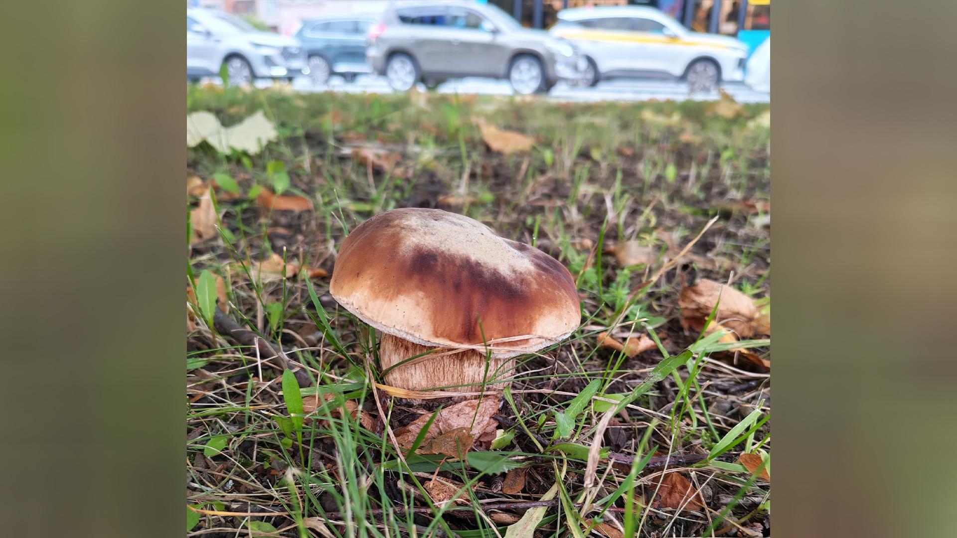 Фото: vk.ru/grib_spb
